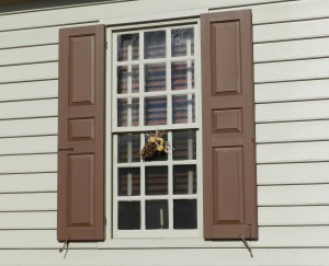 Traditional Shutters