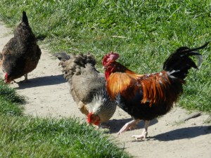 Annual session of 'Whatsit' where members try to guess what some particularly odd tools were used for