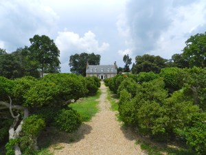 Alee of ancient boxwood