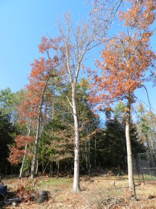 Oak trees in the way of my barn...