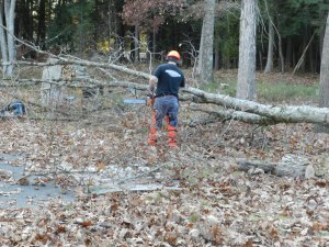 Felling oak trees