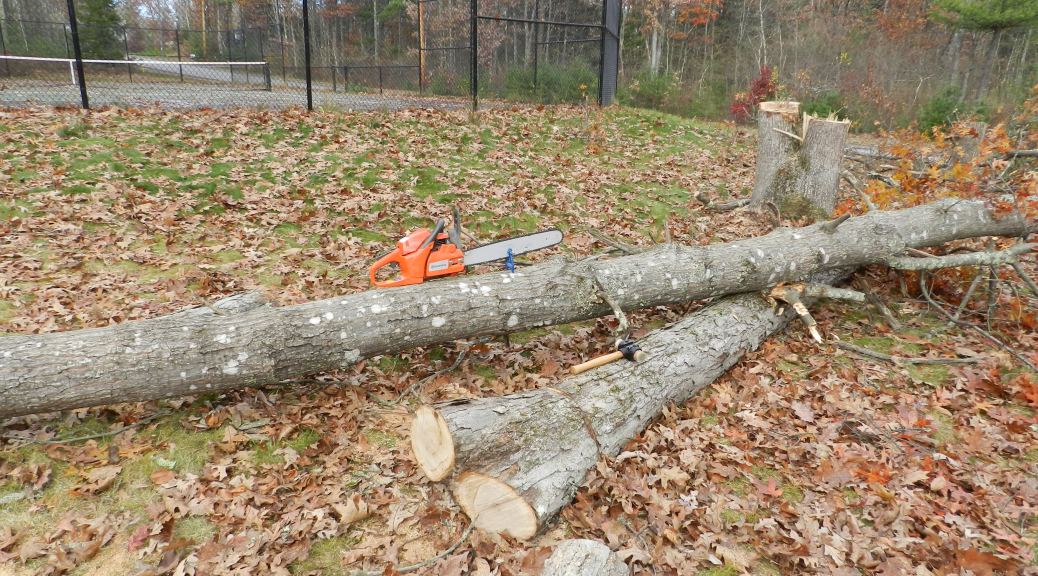 Chainsaw held in place on a tree trunk with a stump vise