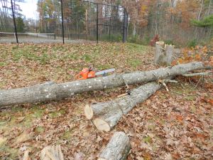 Chainsaw held in place on a tree trunk with a stump vise