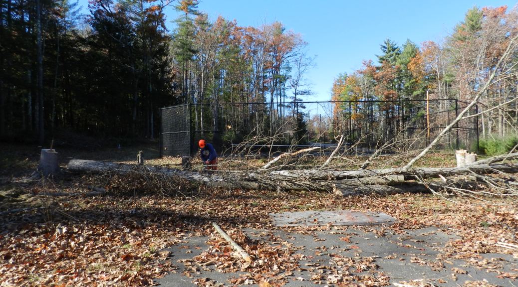 90 Foot tall oak trees take a LOT of work to break down