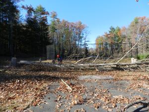 90 Foot tall oak trees take a LOT of work to break down