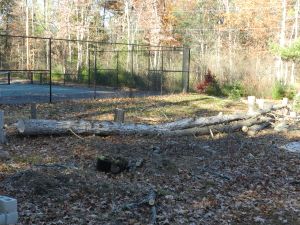 Breaking down the de-limbed tree into firewood 