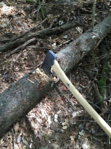 Bucking a tree into a log