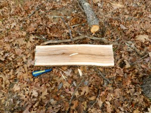 Log split in half. You can clearly see the heartwood and the sapwood